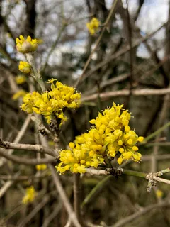 Zeit & Raum für Sie und Ihr Kind - Erzieherin und Heilpädagogin - Auf dem Bild sind die leuchtend gelben Blüten des Kornelkirschen-Hartriegels (Cornus mas) zu sehen.